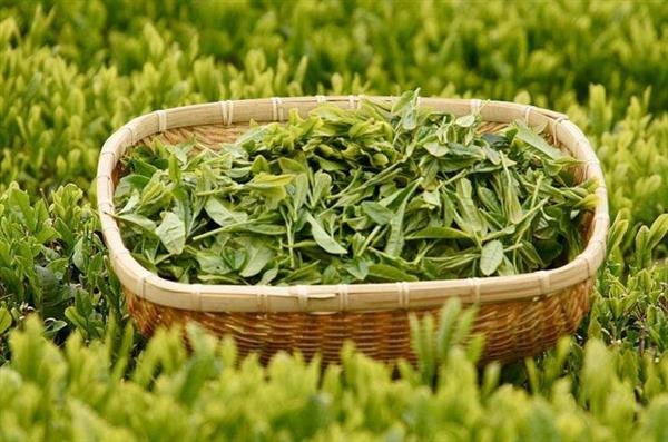 想做評(píng)茶師？那你應(yīng)該來石家莊聞達(dá)職業(yè)技能培訓(xùn)學(xué)校學(xué)學(xué)了
